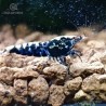 Galaxy black shrimp