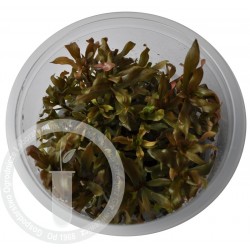 Ammania senegalensis  S cup (5cm)