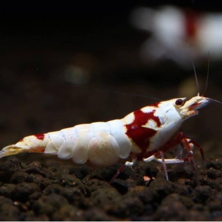 Pure Red Line Hinomaru shrimp