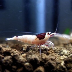 Tai Mosura Red shrimp