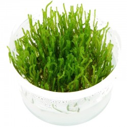 Moss Taxiphyllum flame S cup (5cm)