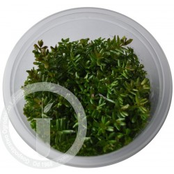 Rotala Rotundifolia 'Red'  S cup (5cm)