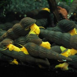 Tylomelania sp. Orange