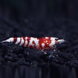 Red Fancy Tiger shrimp - medium grade