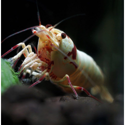 Pure Red Line Hinomaru shrimp