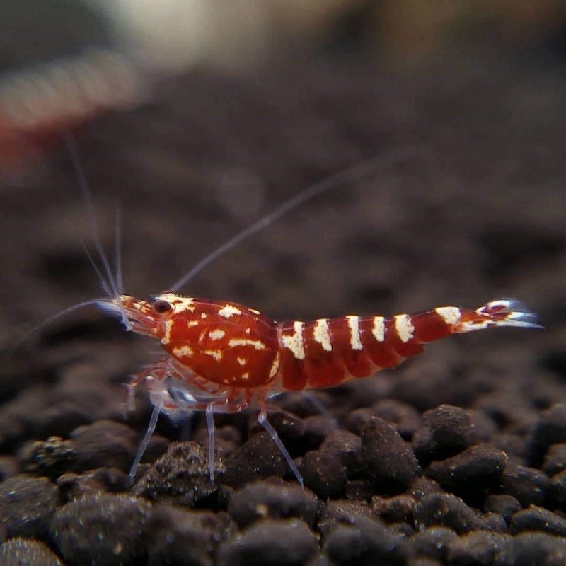 Galaxy red shrimp