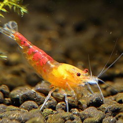 Calceo Bee - Red Dragon shrimp