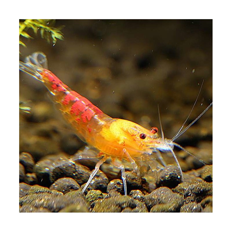Calceo Bee - Red Dragon shrimp