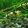 Black Fancy Tiger shrimp - medium grade