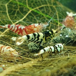 Black Fancy Tiger shrimp - medium grade