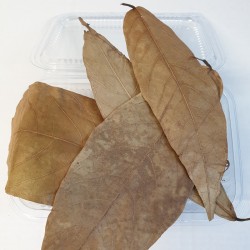 Cacao Leaves 1000ml