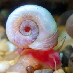 Pink ramshorn snail - Planorbella 0,5-1cm