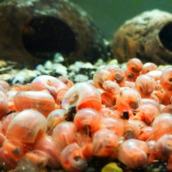 Pink ramshorn snail - Planorbella 0,5-1cm