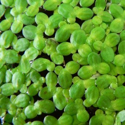 Duckweed (Lemna Minor) absorbs nitrogen 500pcs aquarium- pond