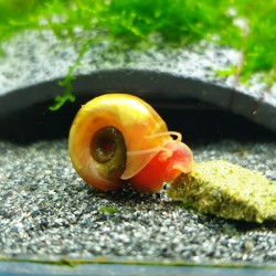 Gold ramshorn snail - Planorbella 0,5-1cm