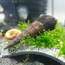 Snail Faunus Black Devil 4-7cm