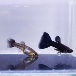 Guppy moscow black - pairs (male and female)
