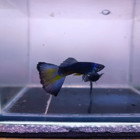 Guppy moscow blue- pairs (male and female)