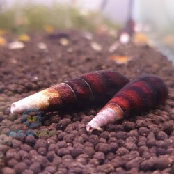 Snail Faunus Mambo Ice 5-7cm