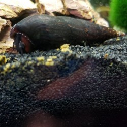 Snail Faunus Ater Lava/Magma 5cm
