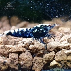 Galaxy black shrimp 15pcs