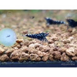 Galaxy black shrimp 10pcs