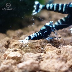 Galaxy black shrimp 10pcs