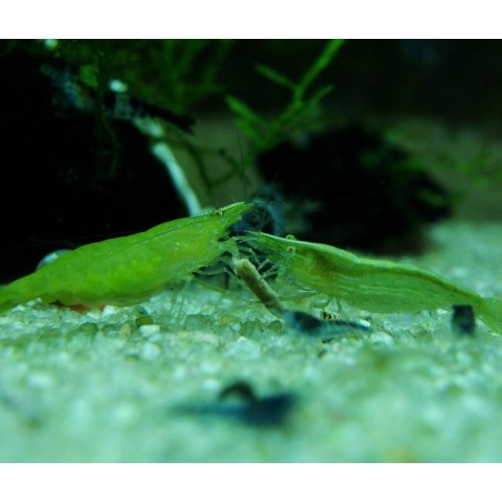 Green Babaulti Shrimp - do not crossbreed with others species