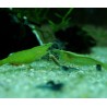 Green Babaulti Shrimp - do not crossbreed with others species
