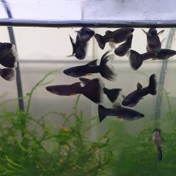 Guppy moscow black - male