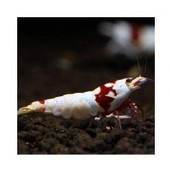 Pure Red Line Hinomaru shrimp 10pcs