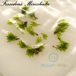 Fissidens Miroshaki 0.5cm 15-20pcs
