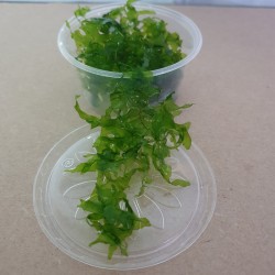 SuBwassertang (Lomariopsis lineata) 80ml 5 cups