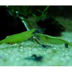 Green Babaulti Shrimp 20pcs - do not mix with other species