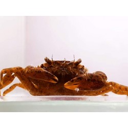 Mekhong thelphusa (mini crab)