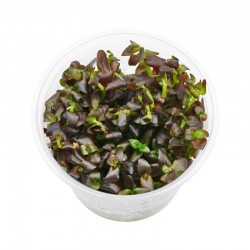 Bacopa salzmannii "Purple" S cup (6cm)
