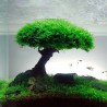 Climacium japonicum (Tree moss) Kubek S (6cm)