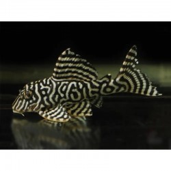L333 King Tiger Pleco 2-3 cm - collection only
