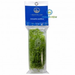 LEAFOLAB Limnophila sessiliflora - free from snails, algae, and pathogens.