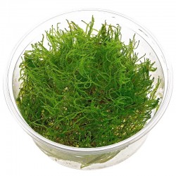 Stringy moss  XXL cup (12cm)