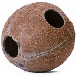 Whole Coconut  - Terrario CocoCave