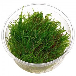 China moss - Vesicularia sp.  S cup (5cm)