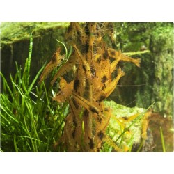 Shrimp Lollies - Algae Power