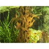 Shrimp Lollies - Algae Power