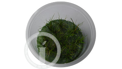 Eleocharis Acicularis - Roślina trawnikowa do akwarium - Produkt dostępny na terenie irlandii na stronie www.aquaview.ie