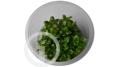 Lobelia sp. ‚Mini’ - Roślina akwariowa in-vitro. Kubek s. Produkt dostępny na terenie irlandi na stronie www.aquaview.ie