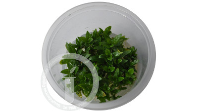 Staurogyne Repens - Roślina akwariowa in-vitro. kubek xxl. Produkt dostępny na terenie irlandi na stronie www.aquaview.ie